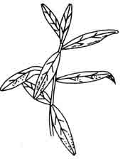 Гигрофила индийская. Гигрофила многосеменная. Hygrophila polisperma Anders.