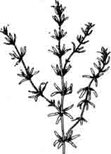 Гидрилла мутовчатая. Hydrilla verticillata (Linne f.) Royle.