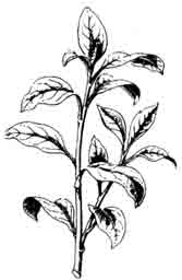 Лобелия. Lobelia cardinalis Linne.
