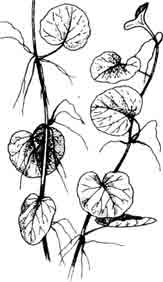 Сердечник лировидный. Cardamine lyrata Bunge.