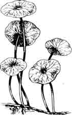 Щитолистник белоголовый. Hydrocotyle leucocephala Chamisso, Schlechtendal.