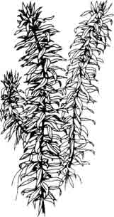 Элодея водяная чума густолиственная. Egeria densa Planchon.