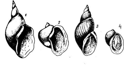 Прудовики: 1 — обыкновенный; 2 — ушковый; 3 — болотный; 4 — яйцевидный