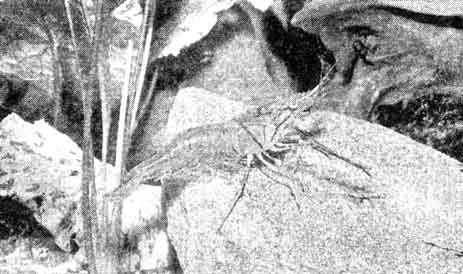 Креветка Palaemon sp.