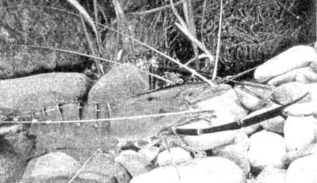  Креветка Macrobrachium rosenbergii