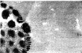 Lymphocystis на хвостовом плавнике аргуса (Scatophagus argus).