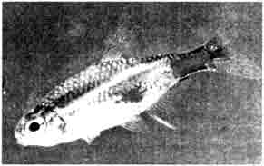 Paracheirodon innesi с 
