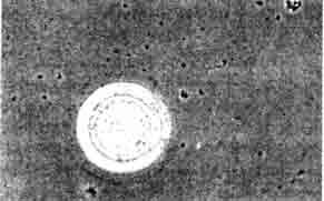 Trichodina spec.