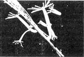 Hydra vindissima.
