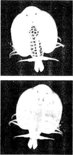 Argulus foliaceus. Вид сверху и вид снизу соответственно.
