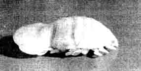 Паразитарная для рыб мокрица из сем. Cymothoidae.