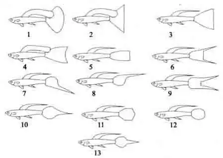 Стандартные формы гуппи  1 - веерохвостые, 2 - триангелъ, 3 - веерохвостые остроугольные, 4 - юбочные, 5 - флагохвостые, 6 - двойной меч, 7 - нижний меч, 8 - верхний меч, 9 - лирохвостые, 10 - копьехвостые, 11 -лопатохвостые, 12 - круглохвостые, 13 - иглохвостые