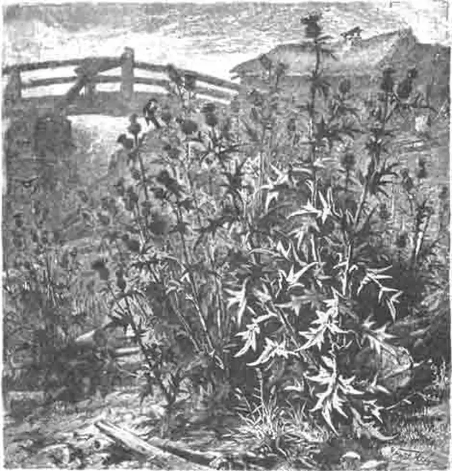 Заросли будяков (Cirsium nemorale)