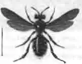 Андрена траурная (Andrena funebris Pan'z.)