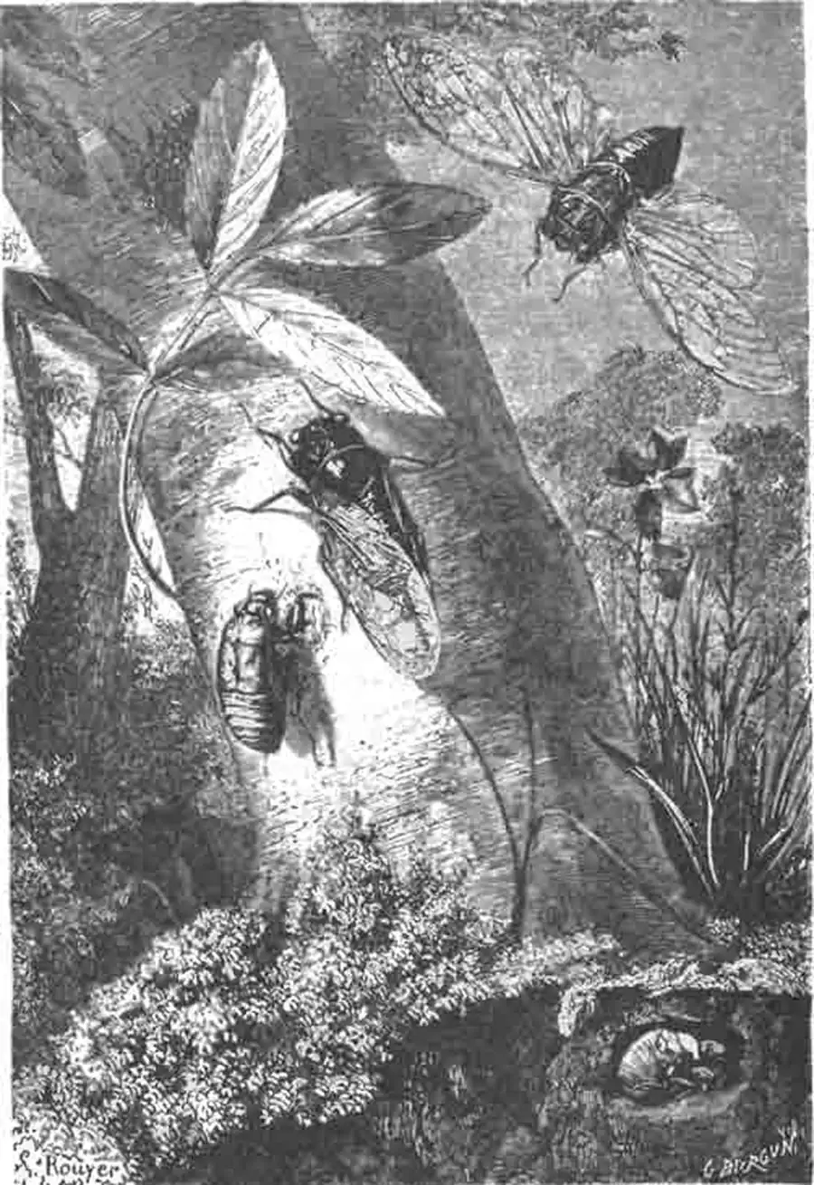 Рис. 7. Цикады и их бескрылые личинки па стволе и в земле (Cicada fraxini Fbr.)