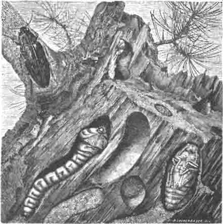 Златка-медянка (Chalcophora mariana) и ее личинка и куколка в сосновом пне. Ест. велич.