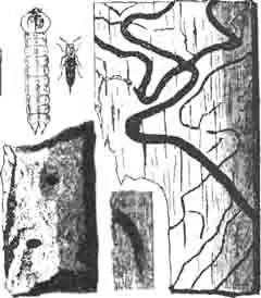 Златка восьмиточечная (Buprestis octoguttata L.).