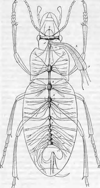 Нервная система жука жужелицы—Carabus