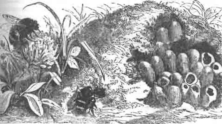 Земляные шмели (Bombus terrestris) и их вскрытое гнездо в земле Земляные шмели (Bombus terrestris) и их вскрытое гнездо в земле