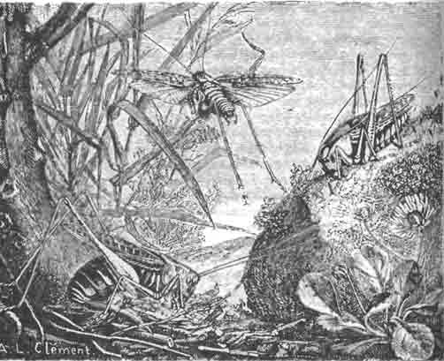 Серый кузнечик (Decticus verrucivorus); самка, кладущая яйца, и выше два самца