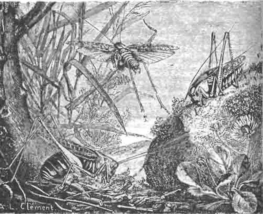 Серый кузнечик (Decticus verrucivorus); самка, кладущая яйца, и выше два самца Серый кузнечик (Decticus verrucivorus); самка, кладущая яйца, и выше два самца