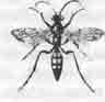 Помпил дорожный (Pompilus viaticus L.)