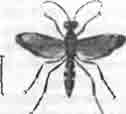 Помпил белоточечный (Pompilus albonatatus Lind.)