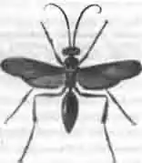 Желтокрылый каликург (Calicurgus luteipcnuis Fbr.) Желтокрылый каликург (Calicurgus luteipcnuis Fbr.)