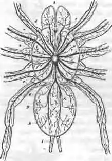 Нервная система паука. Нервная система паука.