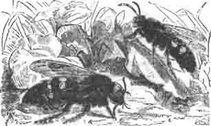 Сколия краснохвостая, левее—самка, правее— самец. Сколия краснохвостая, левее—самка, правее— самец.