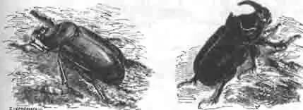 Жук носорог; левее—самка, правее—самец. Жук носорог; левее—самка, правее—самец.