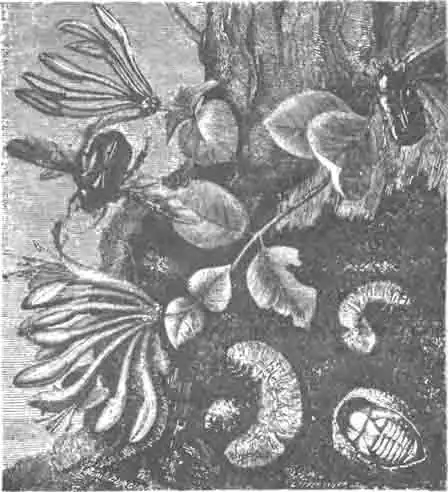 Бронзовка золотистая, ее личинки и куколка в коконе. Ест. велич. Бронзовка золотистая, ее личинки и куколка в коконе. Ест. велич.