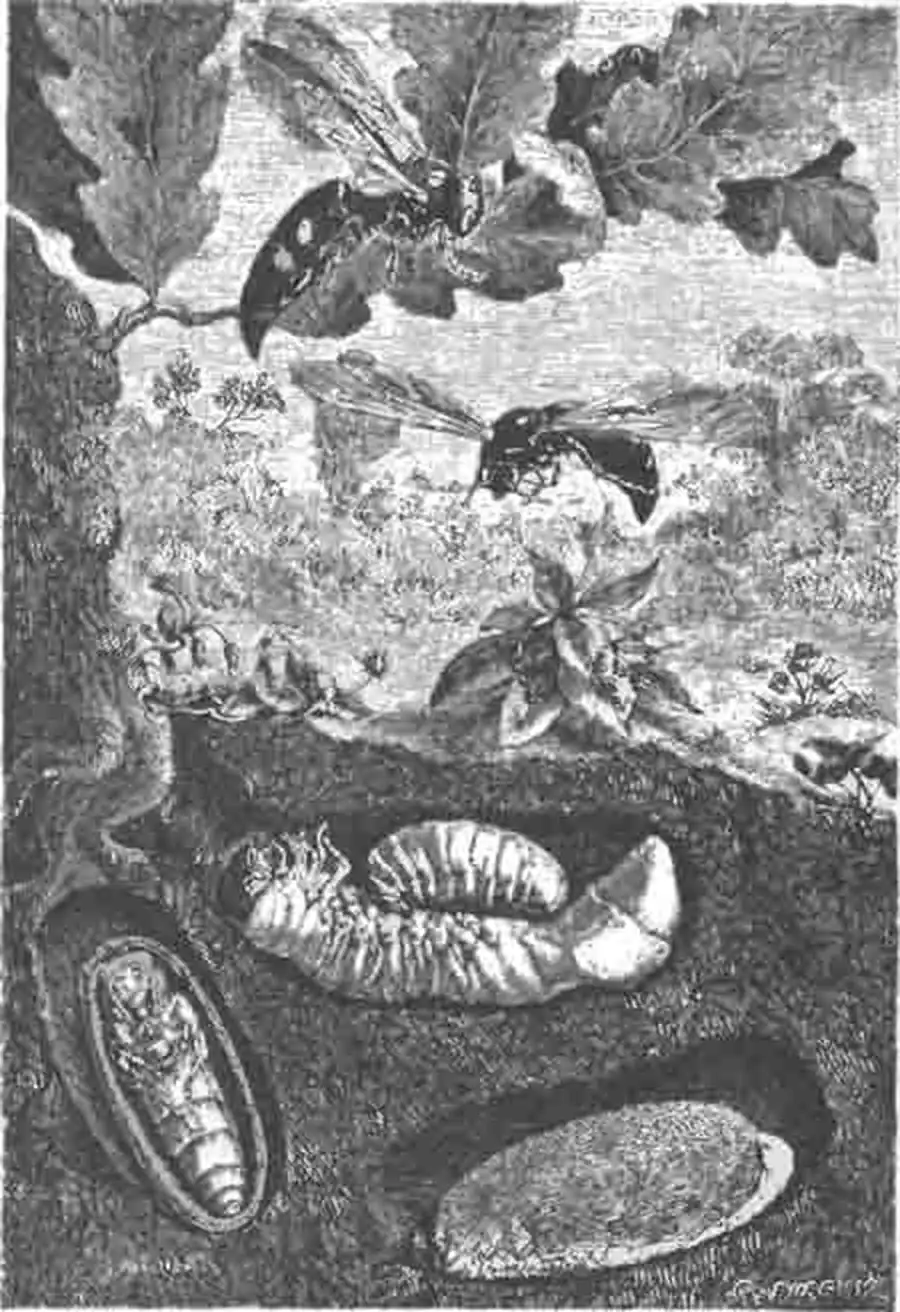 Сколия желтолобая; ее личинка, сосущая личинку носорога; ниже ее кокон на высосанной личинке носорога и левее куколка в открытом коконе. Сколия желтолобая; ее личинка, сосущая личинку носорога; ниже ее кокон на высосанной личинке носорога и левее куколка в открытом коконе.