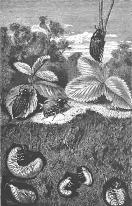 Майские жуки (Melolontha vulgaris Fbr.); в земле их личинки и куколка