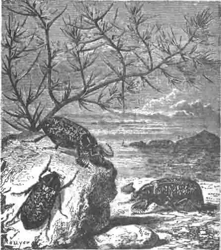 Июльский, мраморный, хрущ (Polyphylla fullo L.) Июльский, мраморный, хрущ (Polyphylla fullo L.)