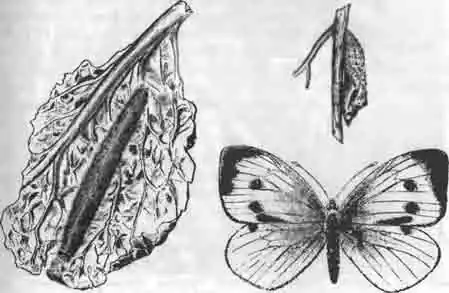Капустная бабочка (Picris brassicae L.), ее гусеница на листе капустыи куколка Капустная бабочка (Picris brassicae L.), ее гусеница на листе капустыи куколка