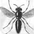 Стидз желтоусый (Stizus ruficornis Fbr.)