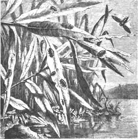 Пенницы-цикаделлиды (Aphrophora spumaria) и их личинки в пене на листьях ивы.