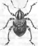 Долгоносик-фитоном (Phytonomus fasciculatus Hbst