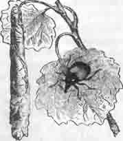 Ринхит-трубковерт (Rhynchites populi L.). Увелич.
