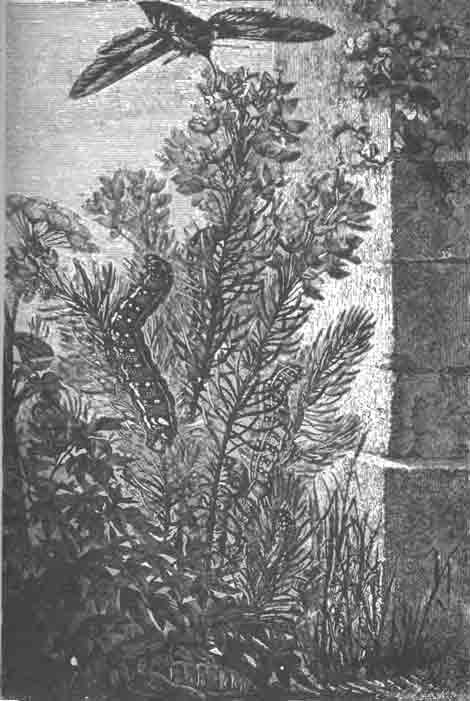 Молочайный бражник (Sphinx euphorbii), его гусеница на молочае и куколка в земле