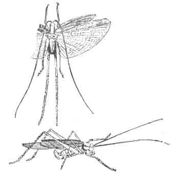 Кузнечик-фанероптера (Phaneroptera falcata); вверху самец, внизу самка