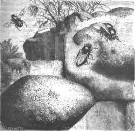 Пчелы-каменщицы (Chalicodoma muraria Latr.) и их гнезда Пчелы-каменщицы (Chalicodoma muraria Latr.) и их гнезда