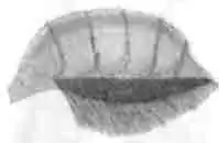 Брюшная щетка самки осмии (Osmia papaveris Friese) Брюшная щетка самки осмии (Osmia papaveris Friese)