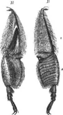 Концы задних ножек домашней пчелы-работницы Концы задних ножек домашней пчелы-работницы