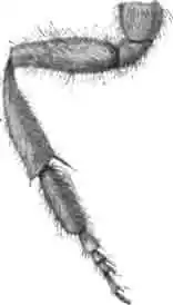 Задняя, левая, нога самки пчелы-антидии (Anthidium manicatum) Задняя, левая, нога самки пчелы-антидии (Anthidium manicatum)