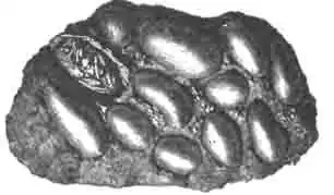 Внутренняя сторона гнезда стенной халикодомы, снятого с камня. Видны ячейки с коконами, из которых один, вскрытый, содержит куколку. Внутренняя сторона гнезда стенной халикодомы, снятого с камня. Видны ячейки с коконами, из которых один, вскрытый, содержит куколку.
