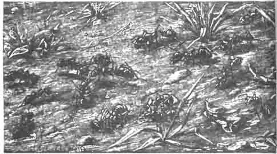 Нападение рыжих муравьев (Polyergtis rufescens) на черных (Formica fusca) Нападение рыжих муравьев (Polyergtis rufescens) на черных (Formica fusca)