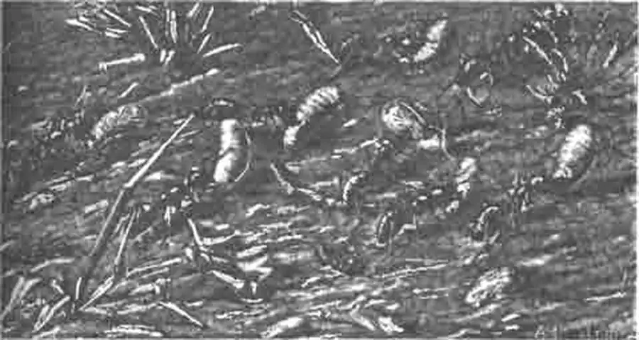 Возвращение рыжих муравьев в свое гнездо с личинками и коконами черных Возвращение рыжих муравьев в свое гнездо с личинками и коконами черных