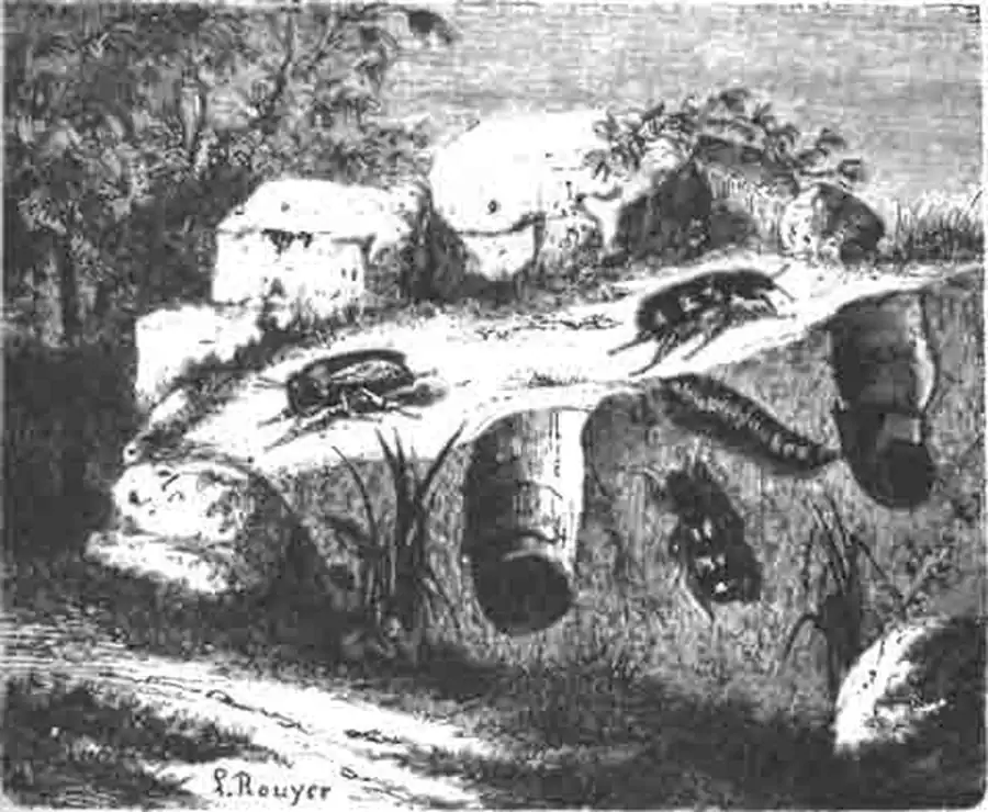 Клэры (Clerus alvearius Fbr.) в их личинка около гнезда пчелы-антофоры. Клэры (Clerus alvearius Fbr.) в их личинка около гнезда пчелы-антофоры.